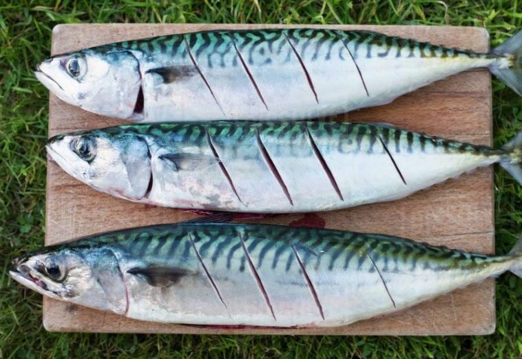 Manfaat Mengonsumsi Ikan Gembung Untuk Kesehatan