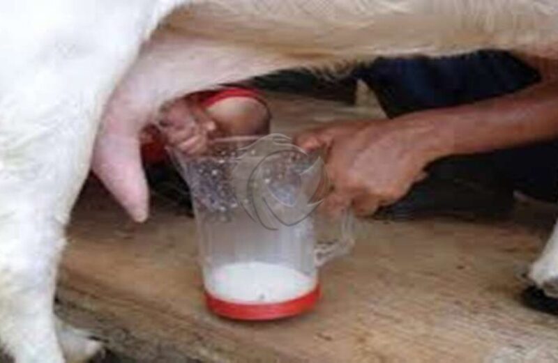 Susu Kambing Untuk Kesehatan Tubuh
