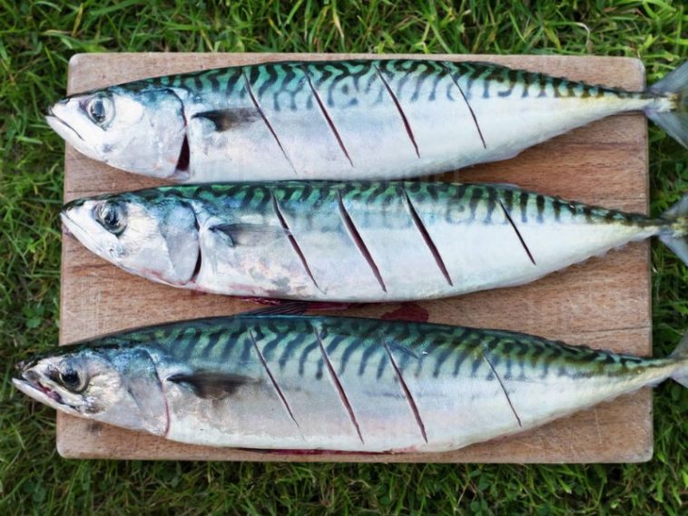 Manfaat Mengonsumsi Ikan Gembung Untuk Kesehatan